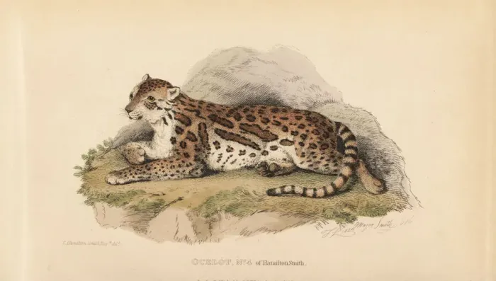 Framed Print : Ocelot, Leopardus pardalis Framed Print : Ocelot, Leopardus pardalis