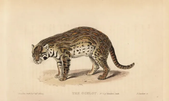 Framed Print : Ocelot, Leopardus pardalis Framed Print : Ocelot, Leopardus pardalis