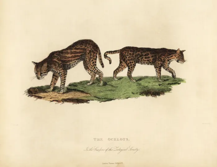 Framed Print : Ocelot, Leopardus pardalis Framed Print : Ocelot, Leopardus pardalis