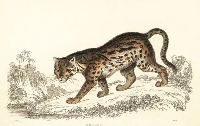 Framed Print : Ocelot, Leopardus pardalis Framed Print : Ocelot, Leopardus pardalis