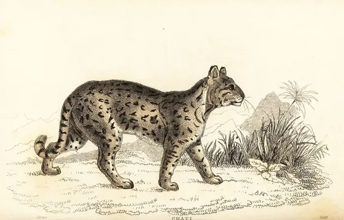 Framed Print : Ocelot, Leopardus pardalis mitis Framed Print : Ocelot, Leopardus pardalis mitis