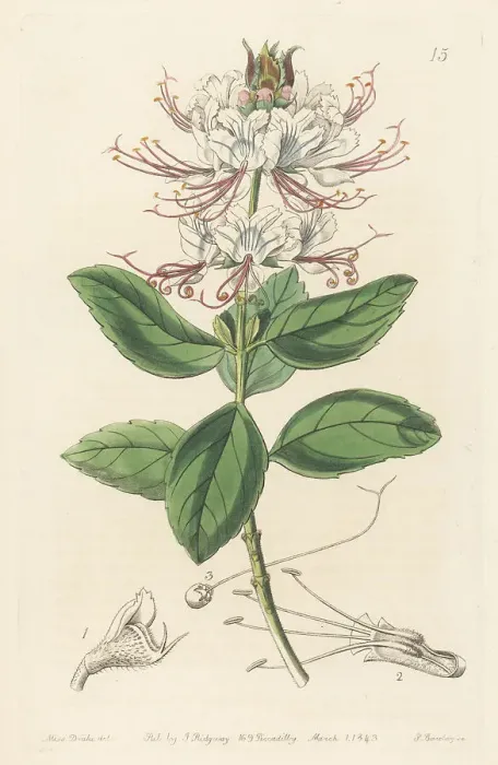 Framed Print : Ocimum grandiflorum subsp. grandiflorum Framed Print : Ocimum grandiflorum subsp. grandiflorum