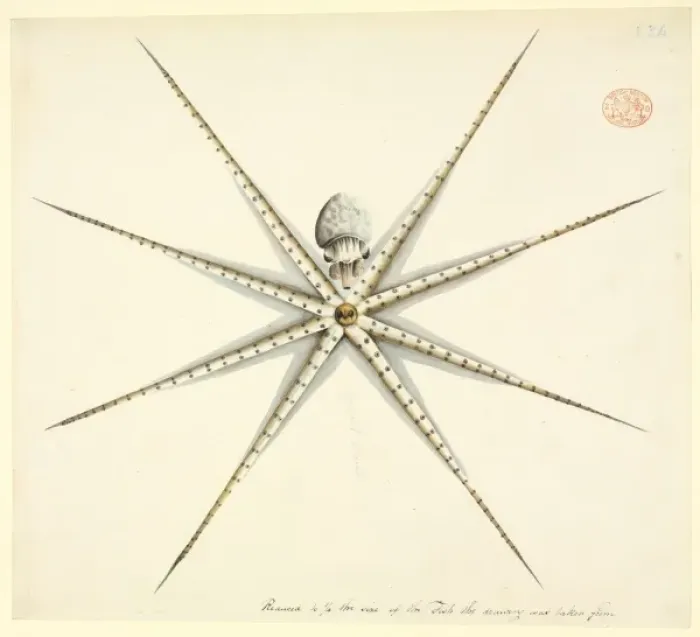 Framed Print : Octopus. Watercolour 400 by the Port Jackson Painter, from the Watling Collection Framed Print : Octopus. Watercolour 400 by the Port Jackson Painter, from the Watling Collection