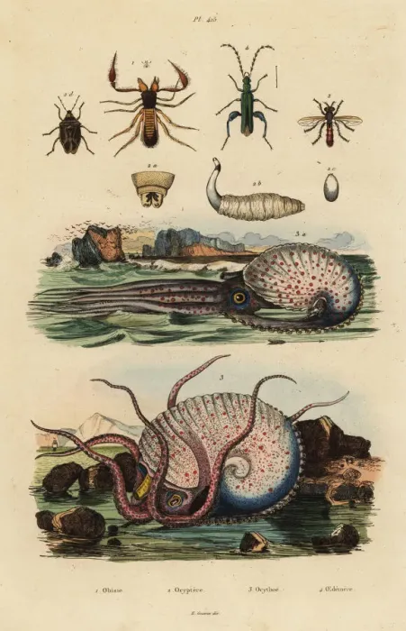 Framed Print : Octopus and insects Framed Print : Octopus and insects