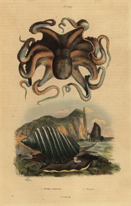 Framed Print : Octopus and sea snail Framed Print : Octopus and sea snail