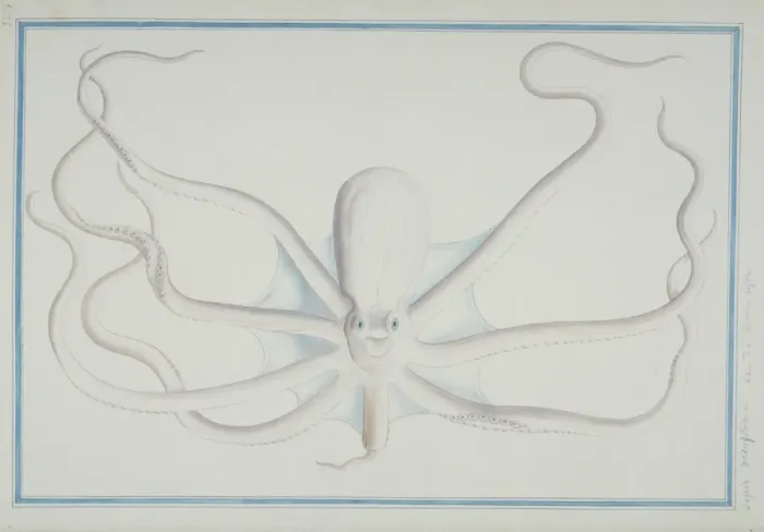 Framed Print : Octopus sp Framed Print : Octopus sp