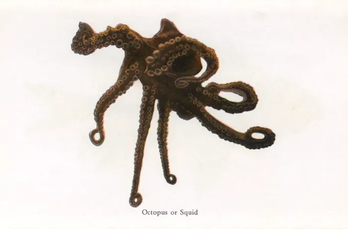 Framed Print : Octopus or Squid, Fishes of Hawaii Framed Print : Octopus or Squid, Fishes of Hawaii