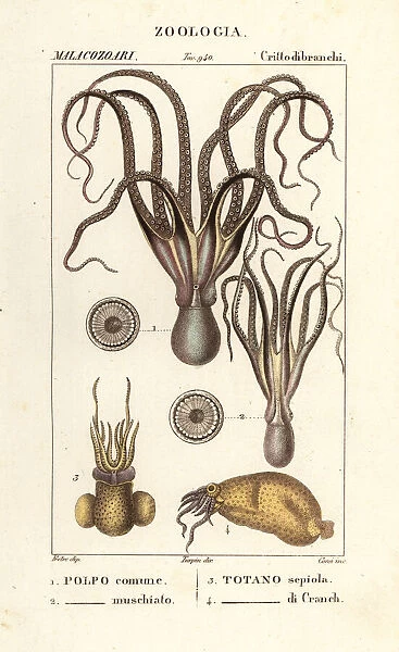 Octopus and squid species