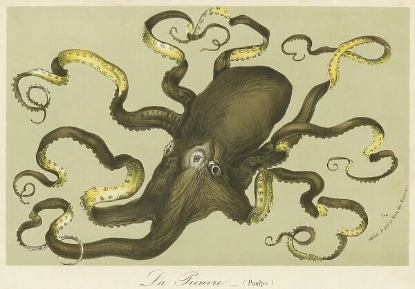Octopus by Van Houtteano