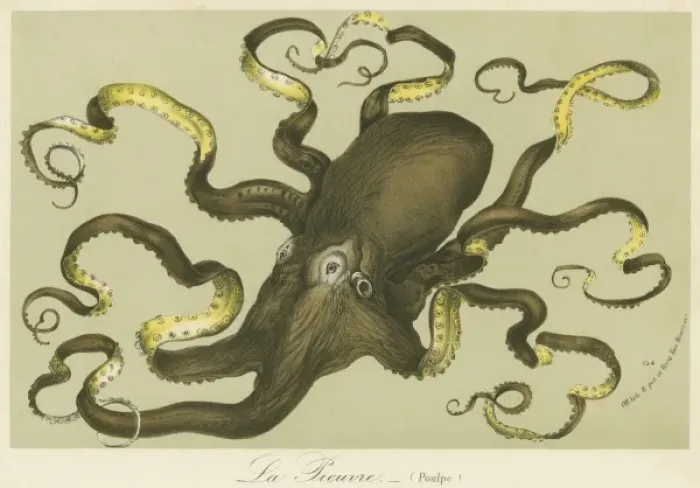 Framed Print : Octopus by Van Houtteano Framed Print : Octopus by Van Houtteano