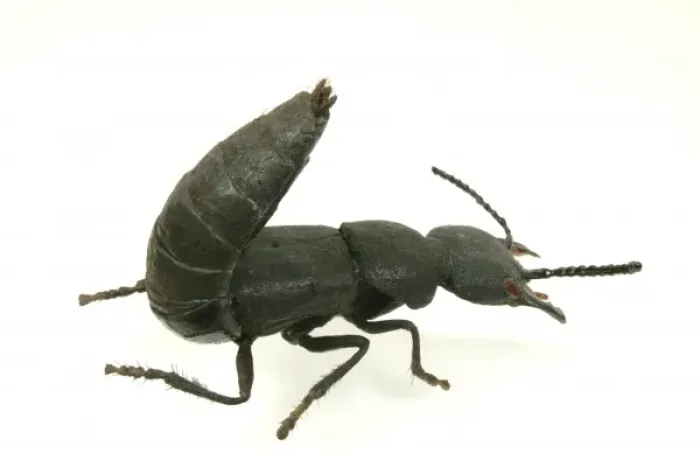 Framed Print : Ocypus olens, devils coach horse beetle model Framed Print : Ocypus olens, devils coach horse beetle model
