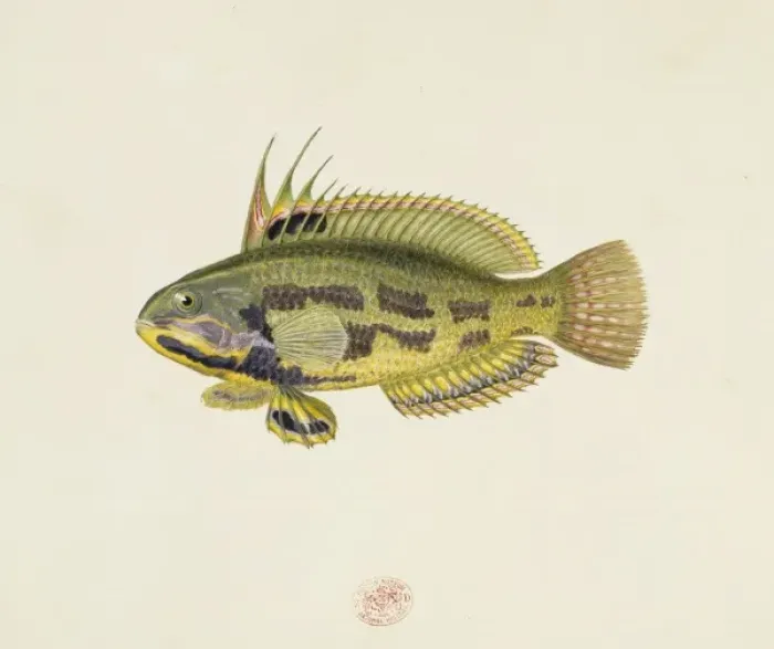 Framed Print : Odax acroptilus, rainbow cale Framed Print : Odax acroptilus, rainbow cale