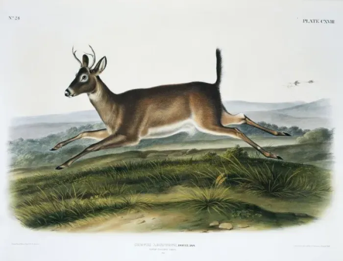Framed Print : Odocoileus virginianus leucurus, Columbian white-tailed deer Framed Print : Odocoileus virginianus leucurus, Columbian white-tailed deer