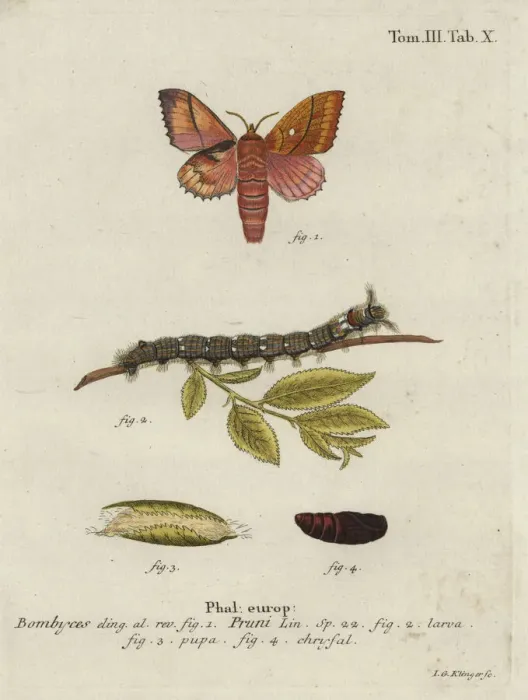 Framed Print : Odonestis pruni moth Framed Print : Odonestis pruni moth