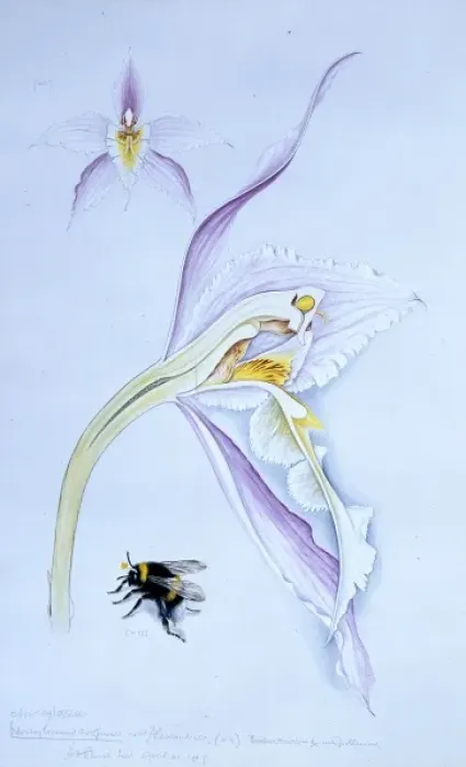 Framed Print : Odontoglossum alexandrea, orchid Framed Print : Odontoglossum alexandrea, orchid