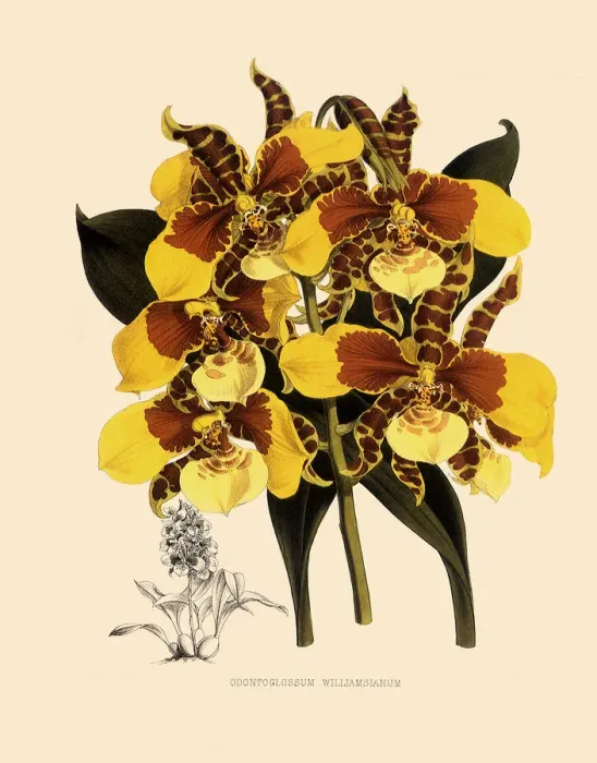 Framed Print : Odontoglossum Williamsianum Date: 1882 Framed Print : Odontoglossum Williamsianum Date: 1882