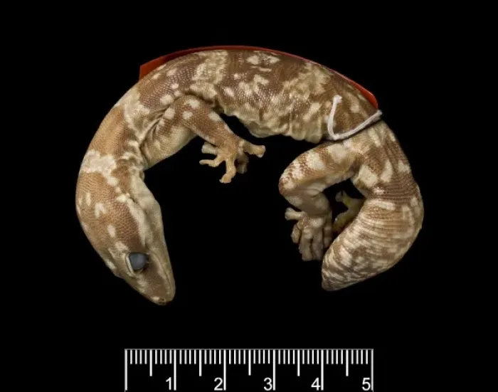Framed Print : Oedura marmorata, marbled velvet gecko