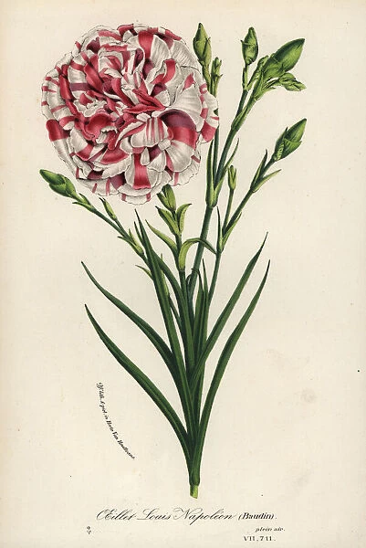 Oeillet Louis Napoleon carnation hybrid, Dianthus