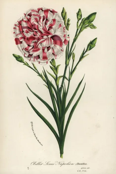 Framed Print : Oeillet Louis Napoleon carnation hybrid, Dianthus Framed Print : Oeillet Louis Napoleon carnation hybrid, Dianthus