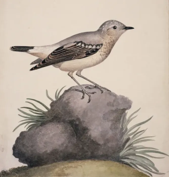 Framed Print : Oenanthe oenanthe, northern wheatear Framed Print : Oenanthe oenanthe, northern wheatear