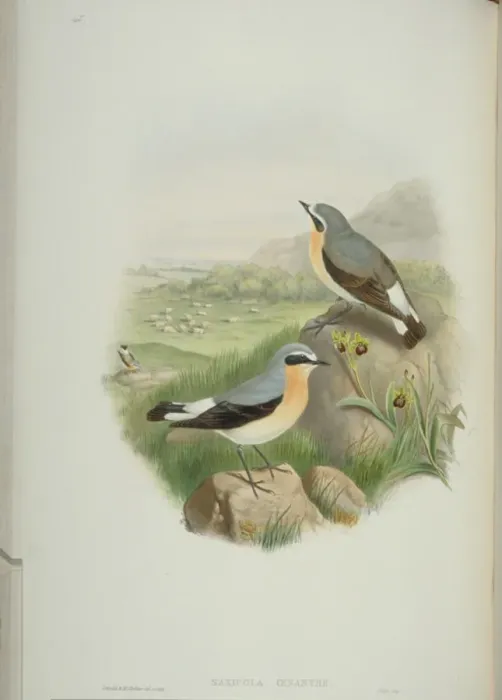 Framed Print : Oenanthe oenanthe, northern wheatear Framed Print : Oenanthe oenanthe, northern wheatear