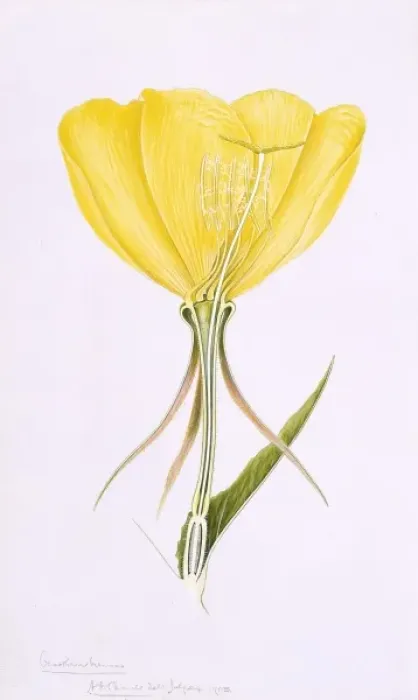 Framed Print : Oenothera erythrosepala, evening primrose Framed Print : Oenothera erythrosepala, evening primrose