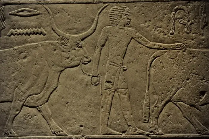 Framed Print : Offering scene. From Ka-em-rehus tomb at Sakkara. Carlsberg Framed Print : Offering scene. From Ka-em-rehus tomb at Sakkara. Carlsberg