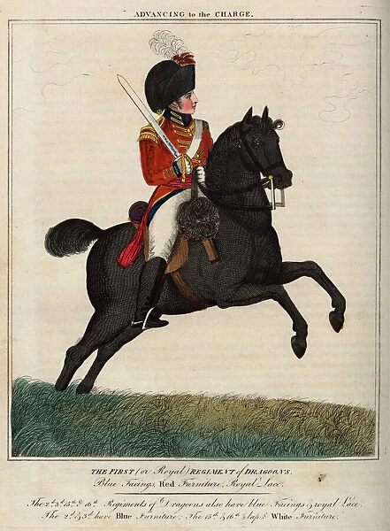 Officer, 1st Royal Regiment of Dragoons
