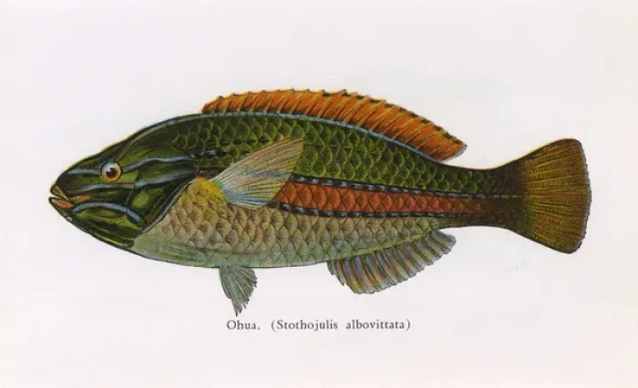 Framed Print : Ohua, Fishes of Hawaii Framed Print : Ohua, Fishes of Hawaii