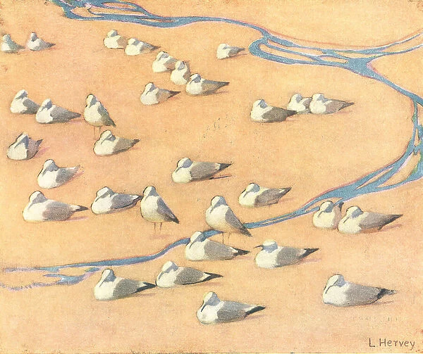 Gulls. An oil painting of a flock of seagulls nestled in the sand
