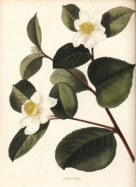 Oil-seed camellia or tea oil camellia, Camellia oleifera