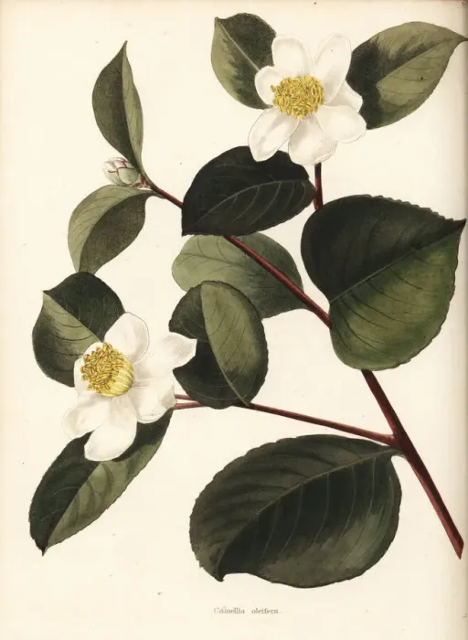 Framed Print : Oil-seed camellia or tea oil camellia, Camellia oleifera Framed Print : Oil-seed camellia or tea oil camellia, Camellia oleifera