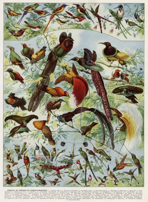 Framed Print : Oiseaux - birds Framed Print : Oiseaux - birds