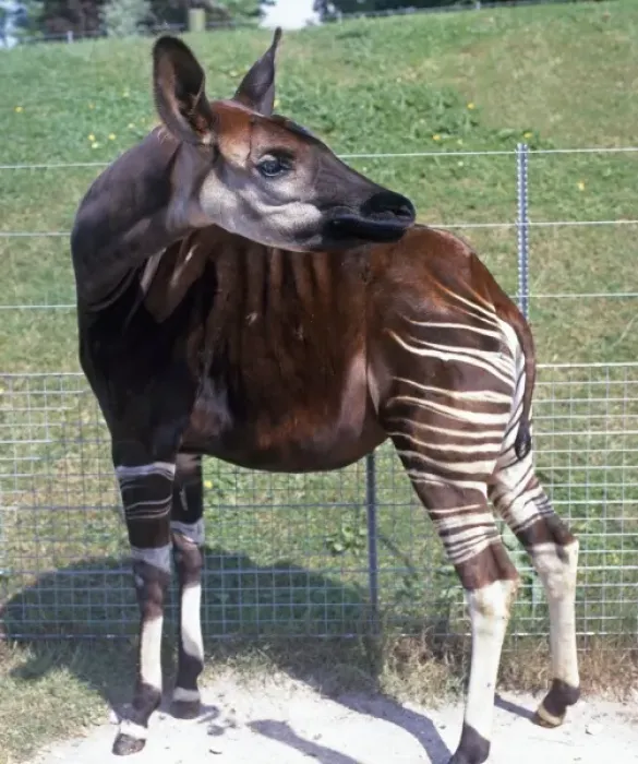 Framed Print : Okapia johnstoni, okapi Framed Print : Okapia johnstoni, okapi