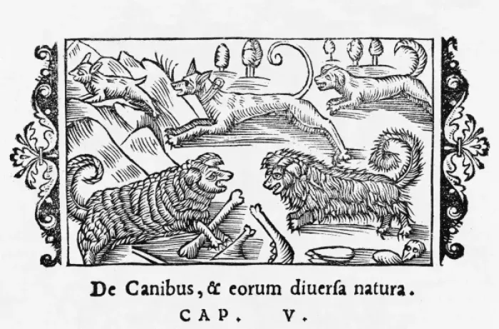 Framed Print : Olaus Magnus Dogs Framed Print : Olaus Magnus Dogs