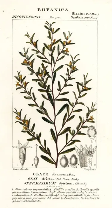 Framed Print : Olax stricta Framed Print : Olax stricta