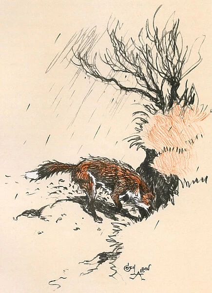 An old dog fox scratching at the ground