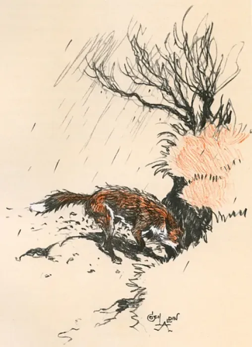Framed Print : An old dog fox scratching at the ground Framed Print : An old dog fox scratching at the ground