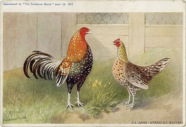 Old English game spangled bantams (Gallus species) Date: 1912