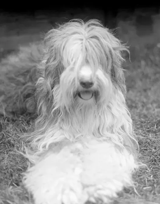 Framed Print : Old English Sheepdog Framed Print : Old English Sheepdog