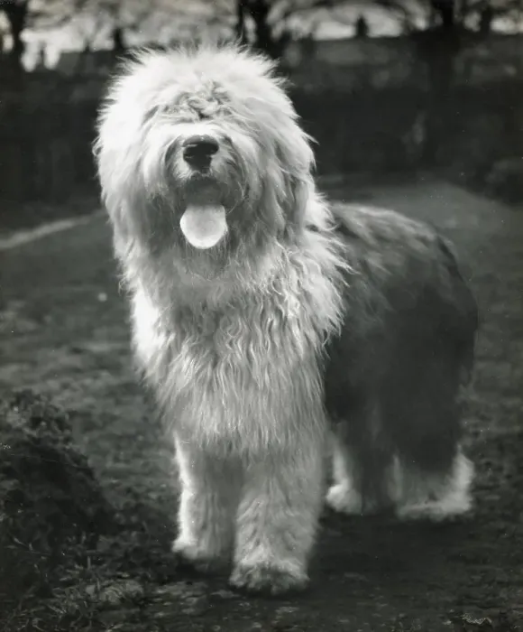 Framed Print : Old English Sheepdog Framed Print : Old English Sheepdog