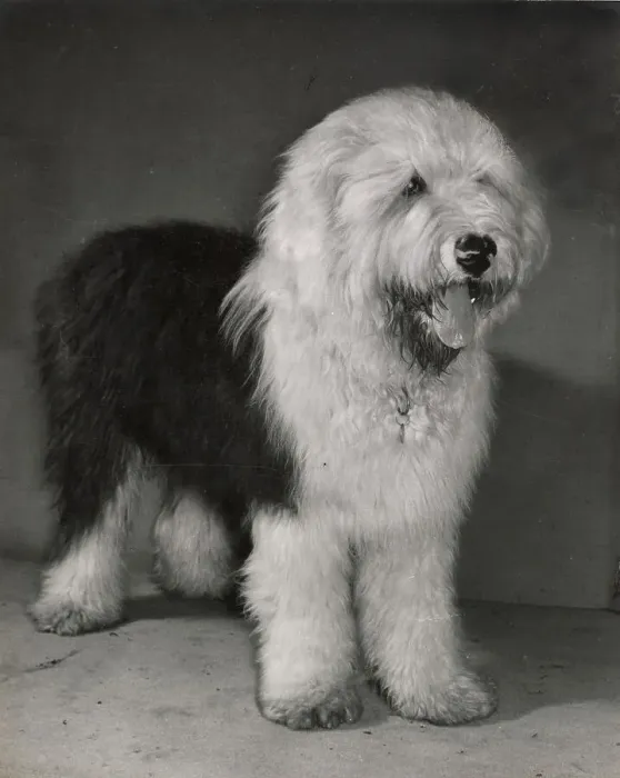 Framed Print : Old English Sheepdog Framed Print : Old English Sheepdog