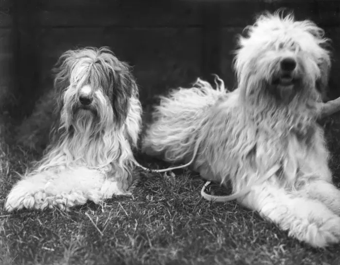 Framed Print : Old English Sheepdogs Framed Print : Old English Sheepdogs