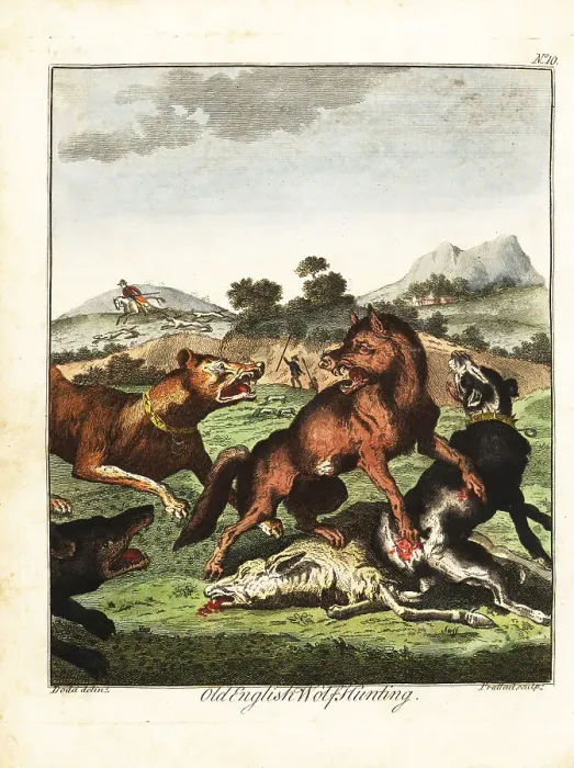 Framed Print : Old English wolf hunting Framed Print : Old English wolf hunting