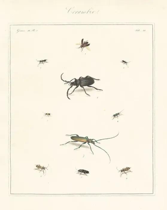 Framed Print : Old house borer, tanner beetle, longhorn, etc Framed Print : Old house borer, tanner beetle, longhorn, etc