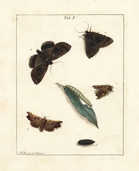 Framed Print : The old lady and herald moths Framed Print : The old lady and herald moths