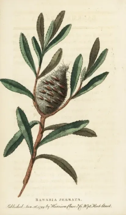 Framed Print : Old man banksia, Banksia serrata Framed Print : Old man banksia, Banksia serrata