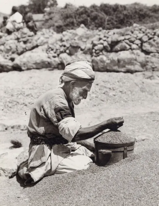 Framed Print : Old man measuring wheat Palestine, Israel, Holy Land Framed Print : Old man measuring wheat Palestine, Israel, Holy Land