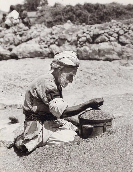 Old man measuring wheat Palestine, Israel, Holy Land