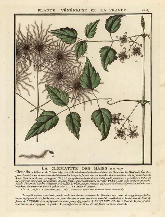 Framed Print : Old man's beard, Clematis vitalba Framed Print : Old man's beard, Clematis vitalba